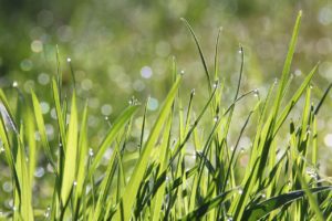 green grass